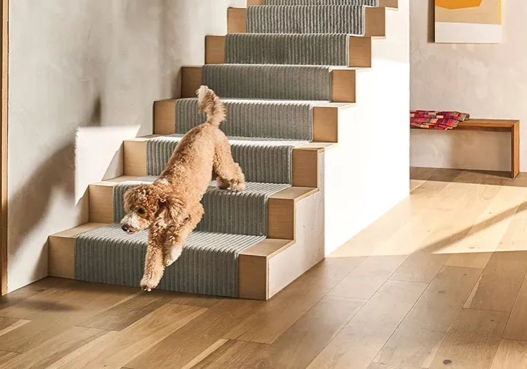 Dog running down steps with Stair Runners | AJ Rose Carpets
